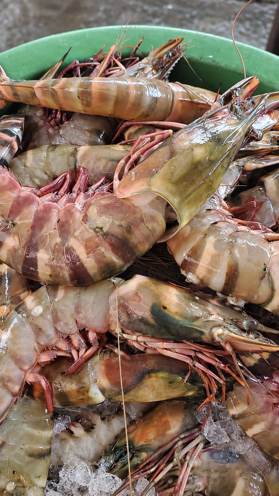 Another view of Jumbo tiger prawns